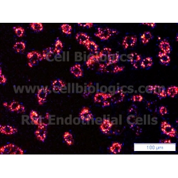 Rat Primary Pulmonary Artery Endothelial Cells